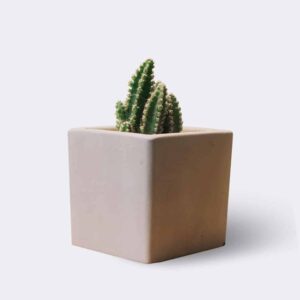 Store cactus2 free img